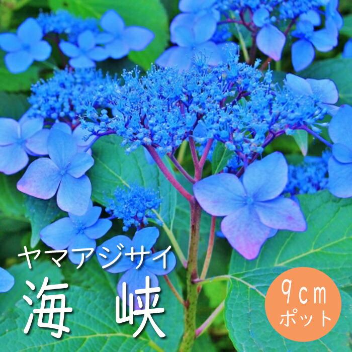 予約】ヤマアジサイ 海峡 ( かいきょう ) 苗 山アジサイ 9cmポット苗