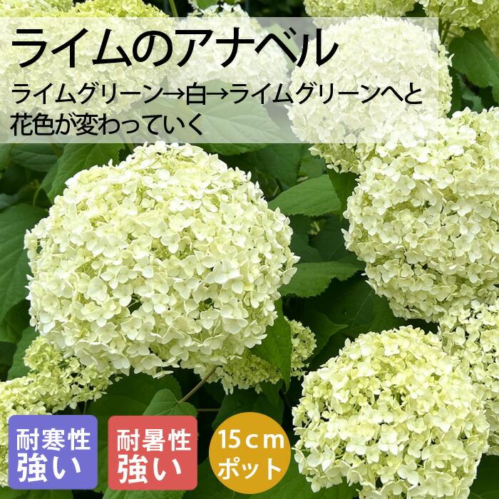アジサイ アナベル 苗 ライムのアナベル 15cmポット大苗 （登録