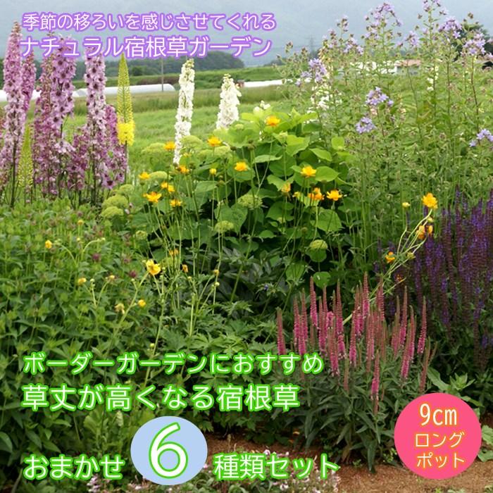 宿根草 苗 セット 9cmロングポット 草丈が高い 高性種 6品種