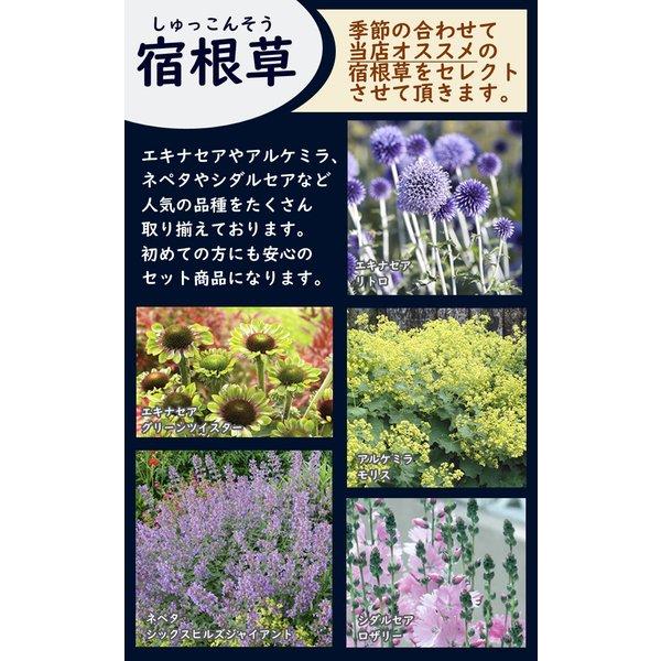 宿根草 苗 セット 9ｃｍロングポット 季節のおすすめ 6品種 見計らい アソート 庭 花壇 園芸 ガーデニング 花苗 ナチュラル イングリッシュ ガーデン 送料無料｜hananoyamato-online｜02