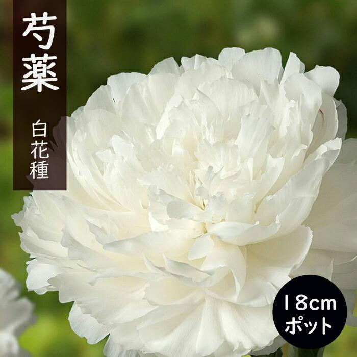 10月下旬より発送・早割】 芍薬 苗 18cmポット 白花種 花苗 大株