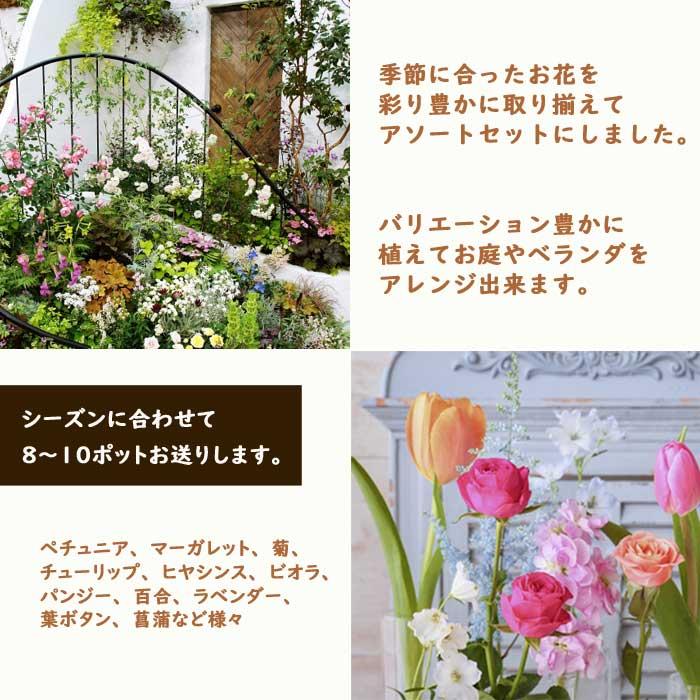 花 苗 セット 季節の花苗 見計らい アソートセット 8〜10ポット 花苗 庭 園芸 ガーデニング 苗物 ナチュラル ガーデン 庭園 送料無料｜hananoyamato-online｜02