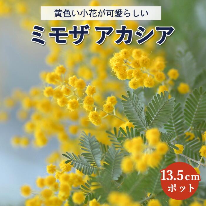 アカシア 苗木 ミモザ ミモザ鉢植え 13.5cmポット シンボルツリー