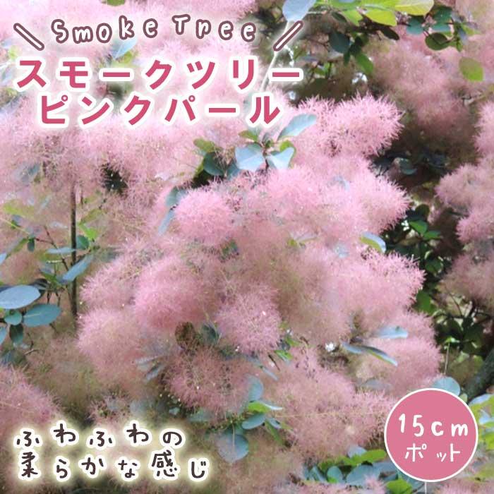 VPW1スモークツリーピンクと白 接木高さ60〜70cm鉢物大苗2品種 【公式