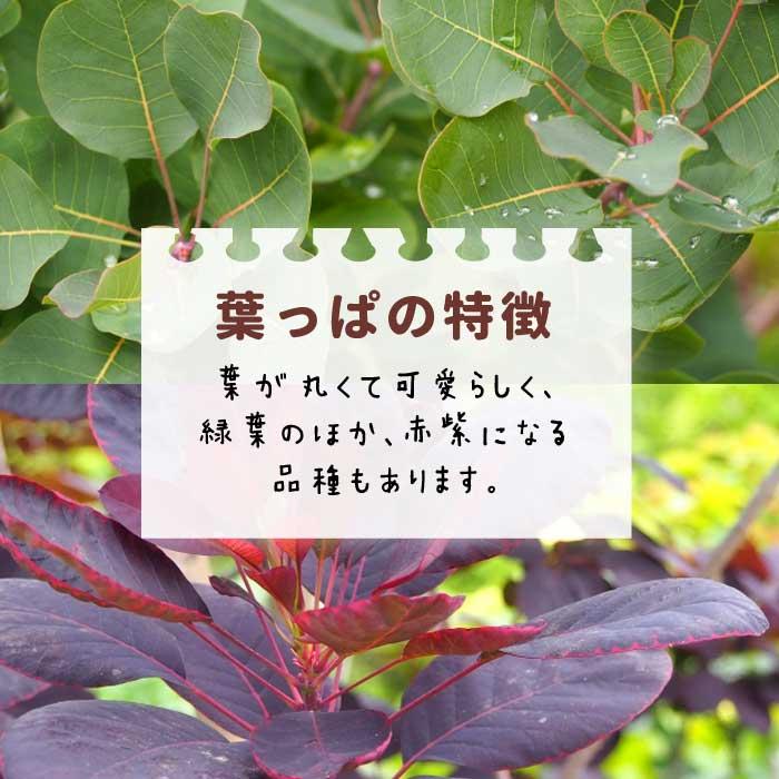 花の大和 スモークツリー スモーク ツリー 苗木 ピンクパール 花の大和 スモークツリー スモーク ツリー 苗木 ピンクパール