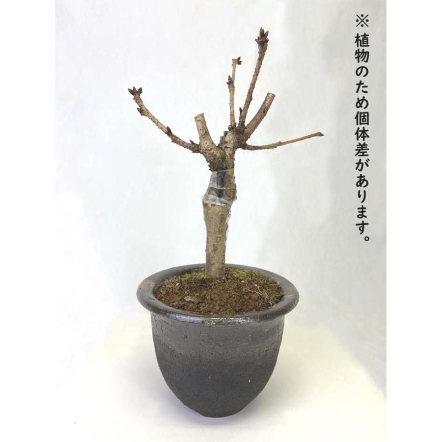一才桜 旭山 栽培 セット 【桜 苗木 1本 + 土 信楽焼 陶器鉢 一才桜 旭山 栽培 セット 【桜 苗木 1本 + 土 信楽焼 陶器鉢