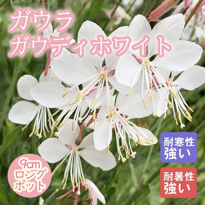 花の大和 【11月中旬より順次発送】宿根草 苗 ガウラ ガウディホワイト