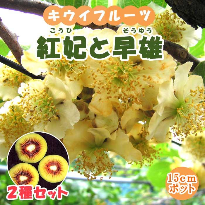 花の大和 紅いキウイ 2種セット(紅妃と早雄) 15cmポット 苗 レインボー