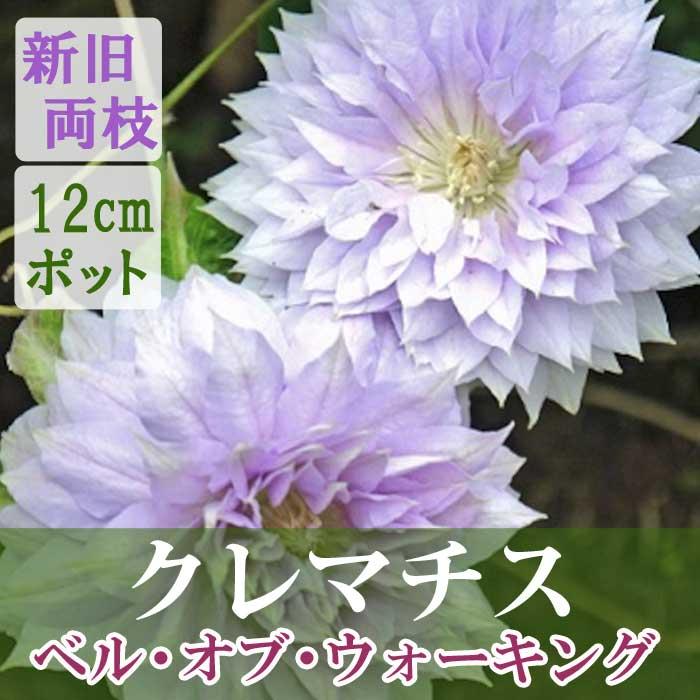 10月上旬より発送・早割】クレマチス ベル オブ ウォーキング 12cm苗