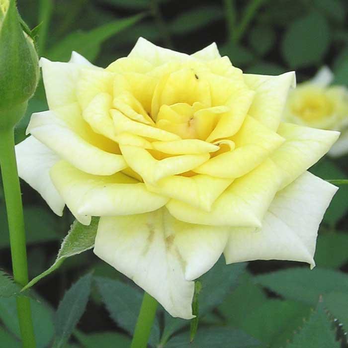 ミニバラ イースターイエロー バラ 苗 ローズ 9cm 3号 育てやすい バラ苗 薔薇 rose ガーデニング 園芸 何度も咲く可愛い easter yellow 耐寒性 黄｜hananoyamato-online｜02