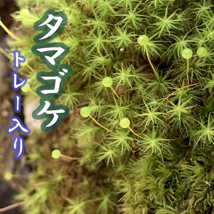 タマゴケ 55×35cm トレー入り 苔 コケ たま こけ 苔テラリウム
