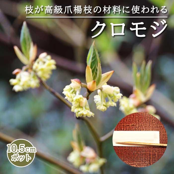 クロモジ ( 黒文字 ) 苗 10.5cmポット 高級爪楊枝 落葉低木 庭木 苗木 アロマ 山野草 リラックス効果 癒し 香りの木（Yahoo!・花の大和 ヤフー店）