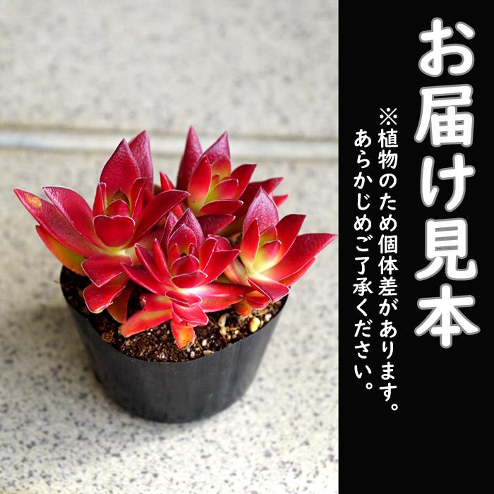 多肉植物 小さな多肉 紅葉まつり 7.5ｃｍ ポット クラッスラ 多肉 植物 たにく 苗 育てやすい 小型 可愛い 紅葉 緑 赤 色 変化 寄せ植え 鑑賞用｜hananoyamato-online｜03