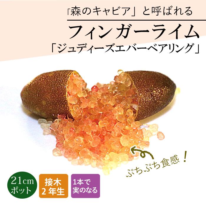 苗木・植木 柑橘2年生 フィンガーライム接木苗／ダーラムエメラルド 8 