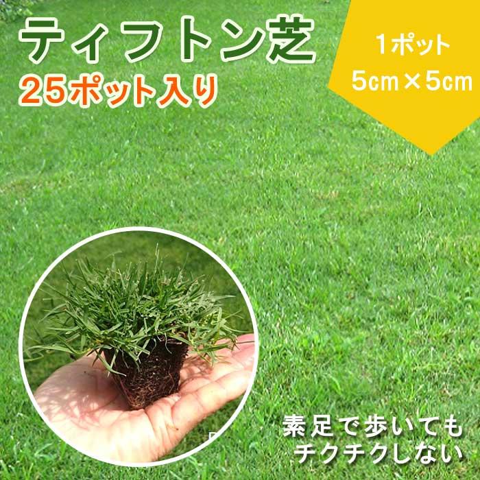 ティフトン 芝生 苗 1トレー 25ポット入り (1ポット 5cm×5cm