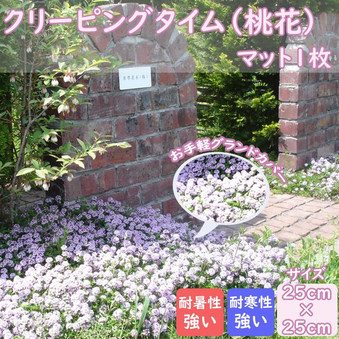 ハーブ クリーピングタイム マット (桃花) 1枚 シート 25cm×25cm グランドカバー 雑草対策 タイム ピンクの花 宿根草（Yahoo!・花の大和 ヤフー店）
