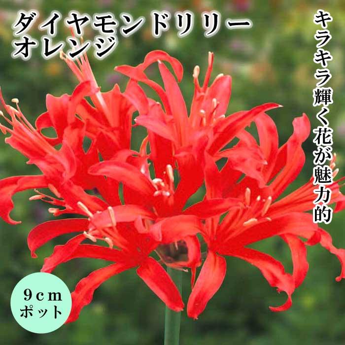 ネリネ サルニエンシス 【 オレンジ 】 9cmポット 苗 ダイヤモンド