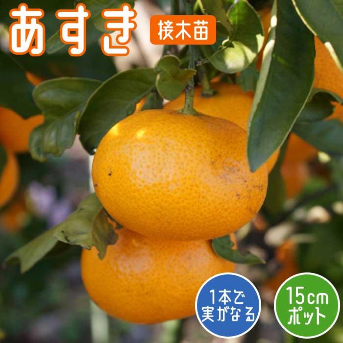 みかん 苗木 あすき 15cmポット 接木 苗 登録品種 PVP 自家結実性 ミカン 柑橘 果樹 交雑品種 園芸 家庭菜園 ガーデニング 送料 ...