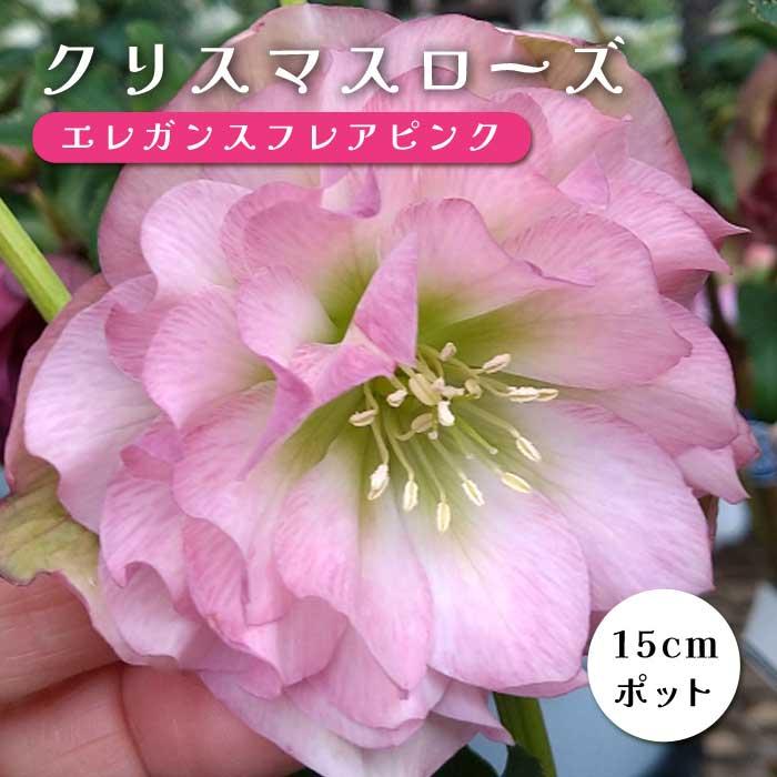 クリスマスローズ 苗 エレガンスフレアピンク メリクロン苗 15cm
