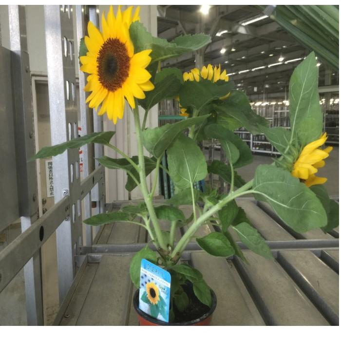 超ポイントアップ祭 ひまわり 4寸 1箱 11鉢入りでの販売です Aynaelda Com