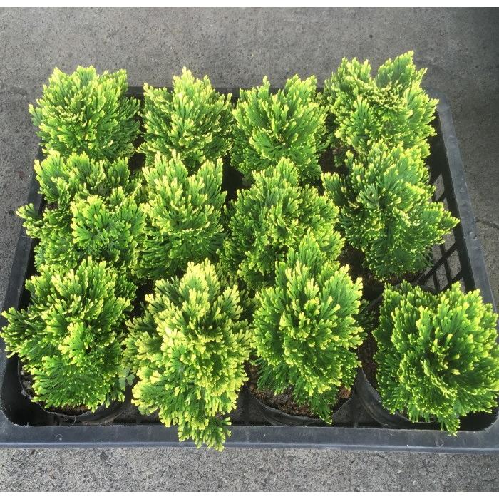 イワヒバ 玉織姫4寸 1ポット 1箱12ポット入単位での販売です Iwahiba 花卸し吉岡花壇 通販 Yahoo ショッピング