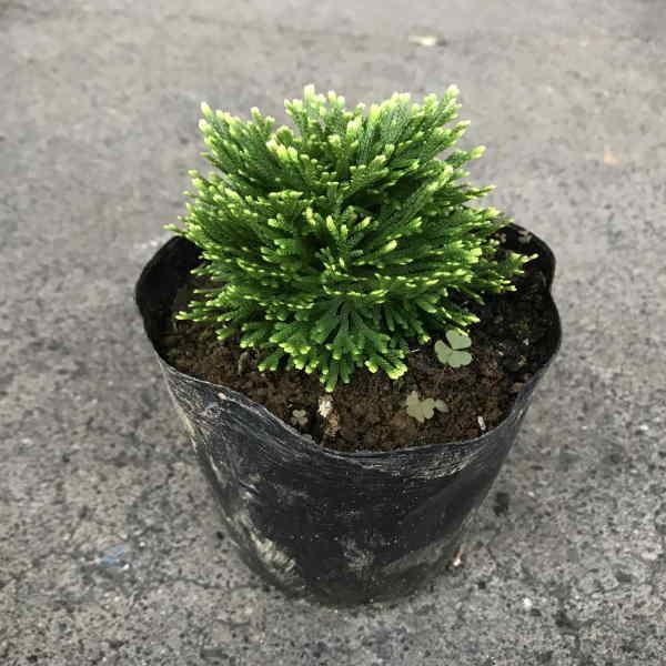 イワヒバ 玉織姫4寸 1ポット 1箱12ポット入単位での販売です Iwahiba 花卸し吉岡花壇 通販 Yahoo ショッピング