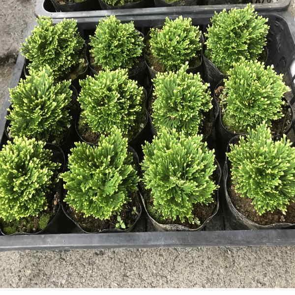 イワヒバ 玉織姫4寸 1ポット 1箱12ポット入単位での販売です Iwahiba 花卸し吉岡花壇 通販 Yahoo ショッピング