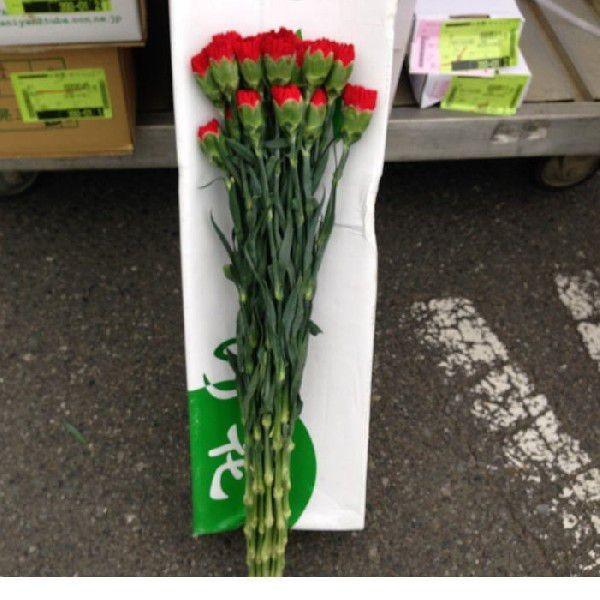 カーネーション切り花赤色、加工用商品です）1箱(最低発注単位200本