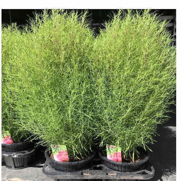 コキア ほうき草 5寸 1箱 6鉢入りでの販売です 相場下がりました Kokia5synn 花卸し吉岡花壇 通販 Yahoo ショッピング