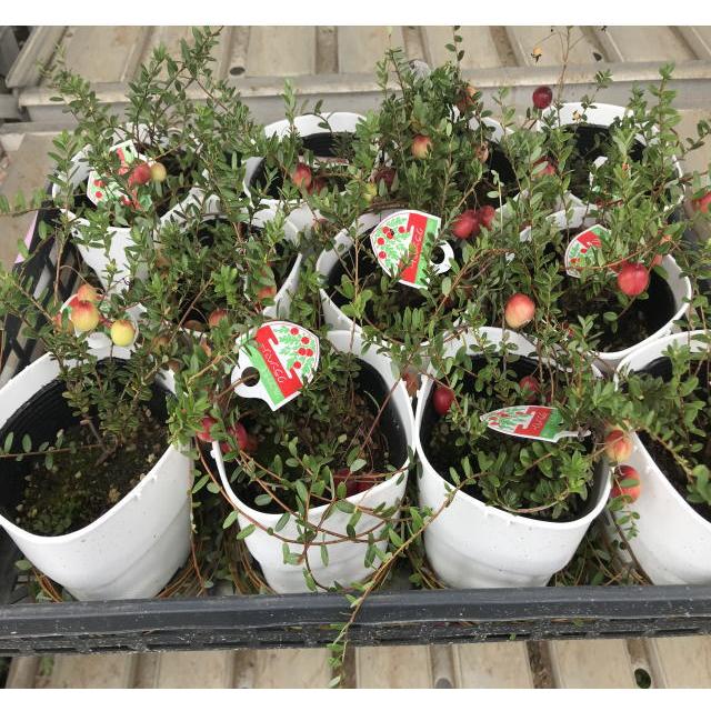 クランベリー 4寸 1箱 11鉢入りでの販売です Kurannberi 花卸し吉岡花壇 通販 Yahoo ショッピング