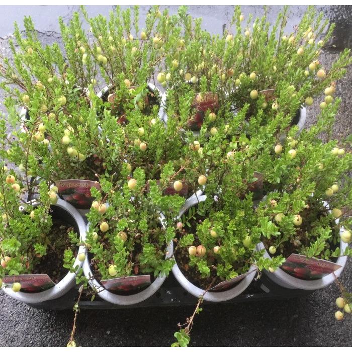 クランベリー 4寸 1箱 11鉢入りでの販売です Kurannberi 花卸し吉岡花壇 通販 Yahoo ショッピング