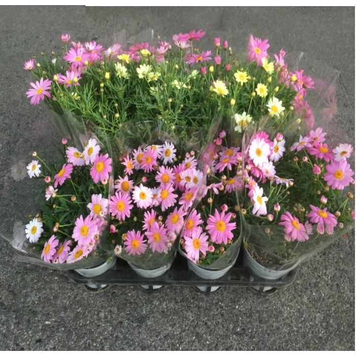 マーガレット（花色MIX）4寸：1箱8鉢入りでの販売です。 : 花卸し吉岡