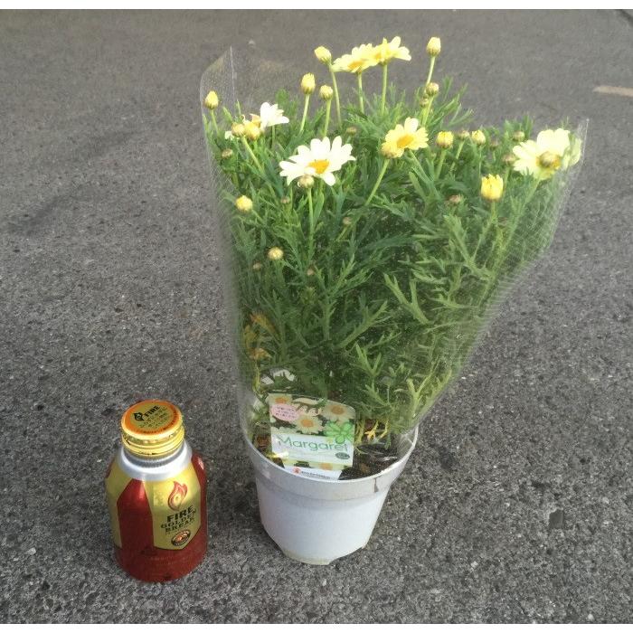 マーガレット（花色MIX）4寸：1箱8鉢入りでの販売です。 : 花卸し吉岡