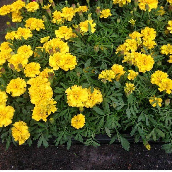 ☆マリーゴールド（3.5寸）1箱：(24入り）相場下がりました