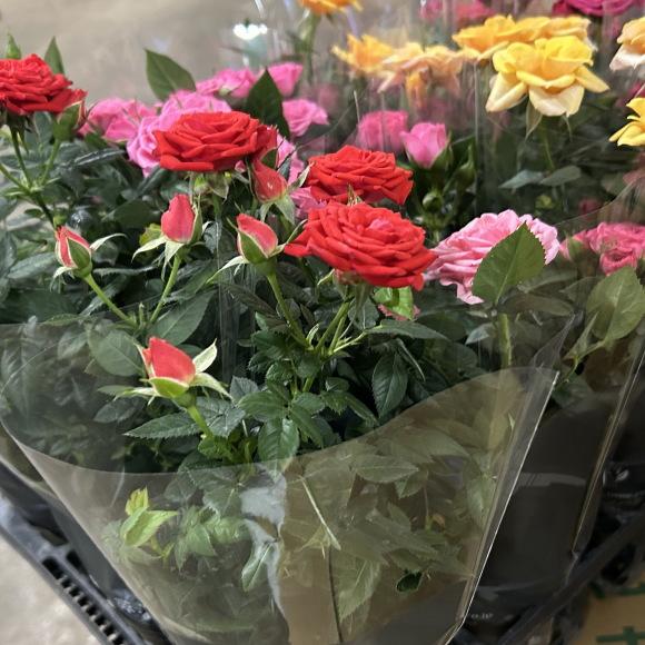 ミニバラ（3.5寸）1箱12入りでの販売です。 : 花卸し吉岡花壇 - 通販