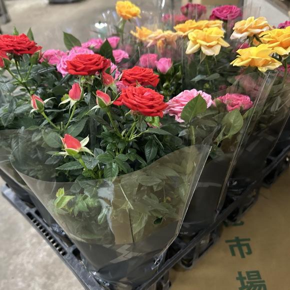 ミニバラ（3.5寸）1箱12入りでの販売です。 : 花卸し吉岡花壇 - 通販