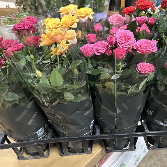 ミニバラ（3.5寸）1箱12入りでの販売です。 : 花卸し吉岡花壇 - 通販
