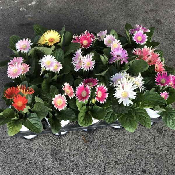 ミニガーベラ最高級品（3.5寸）1箱(15鉢入りでの販売です）相場下がり