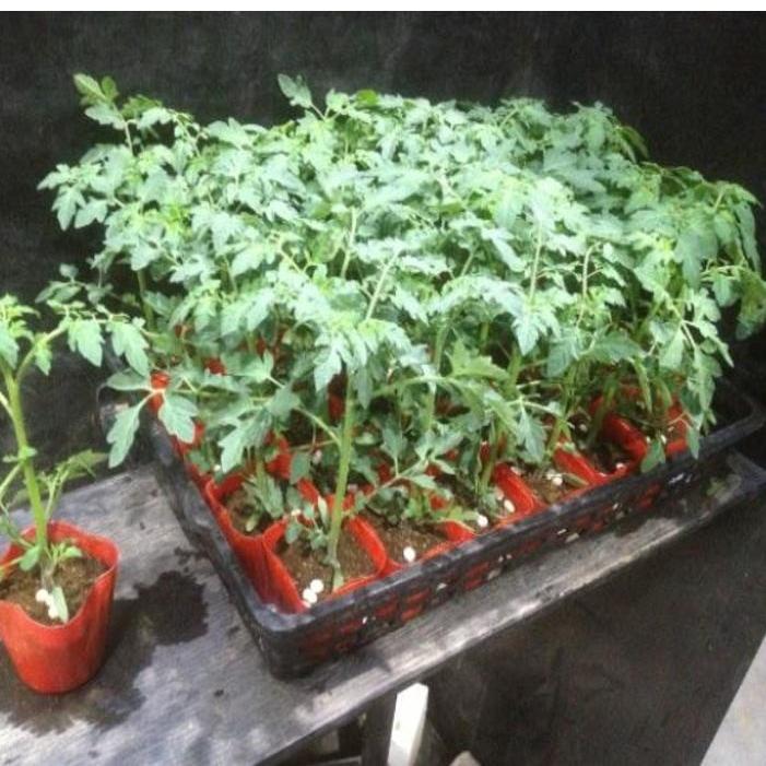 価格 ミニトマト苗 キャロル3 0寸以上 1箱35ポット入りの販売です Wantannas Go Id