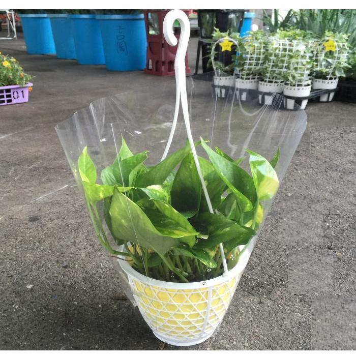 ポトス 吊り5寸 1箱8鉢入りの販売です 最低発注単位1箱 Porosuturi 花卸し吉岡花壇 通販 Yahoo ショッピング