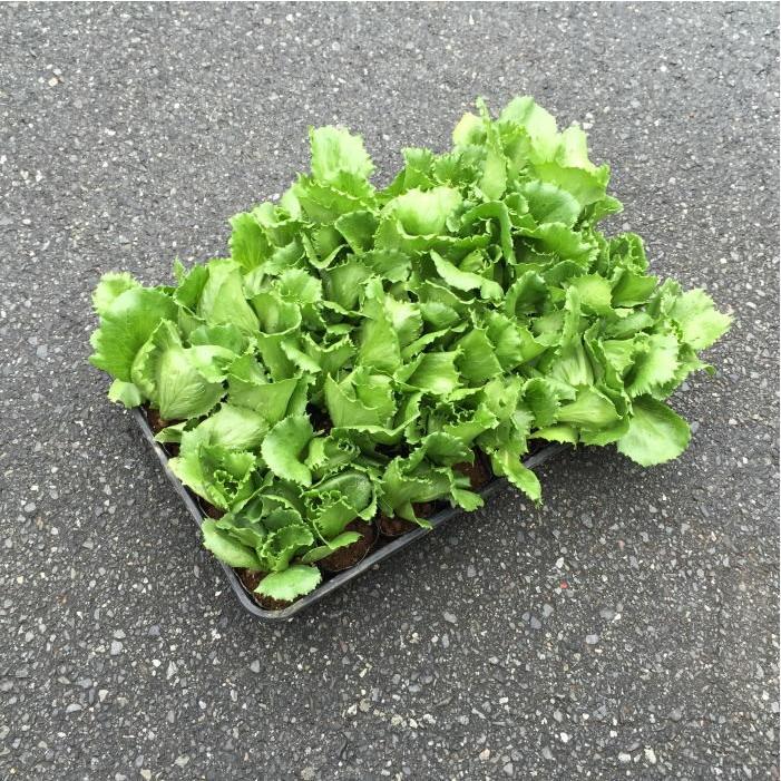 レタス シスコ他 玉レタス 3 0寸 1箱ポット入での販売です Retasusisuko 花卸し吉岡花壇 通販 Yahoo ショッピング