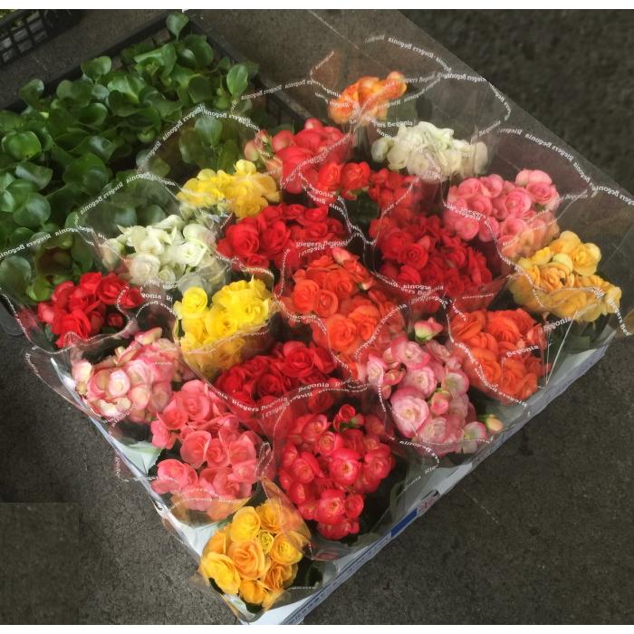 日本最大級の品揃え リーガーベコニア 花色mix 3 5寸 最低発注単位鉢での販売です 相場下がりました Aynaelda Com
