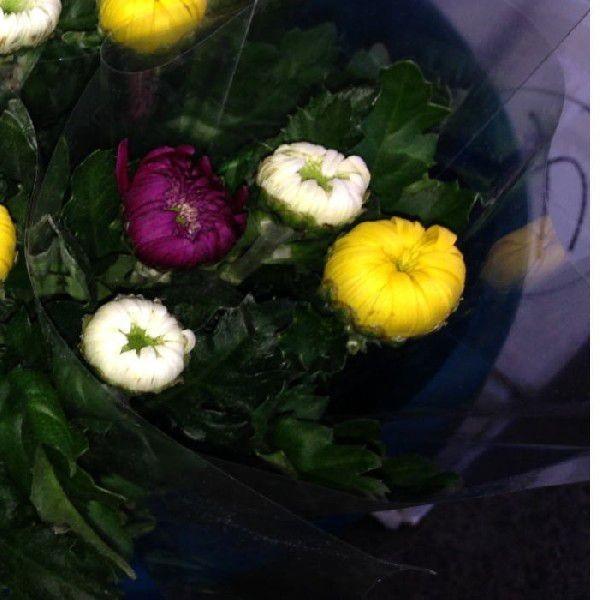 仏花（輪菊のみ4本入）1箱（20束入での販売です。） : 花卸し吉岡花壇