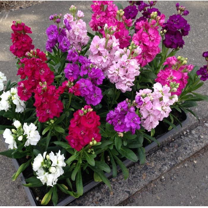 ストック八重MIX（3.5寸）：(1箱24ポット入りでの販売です）相場下がり