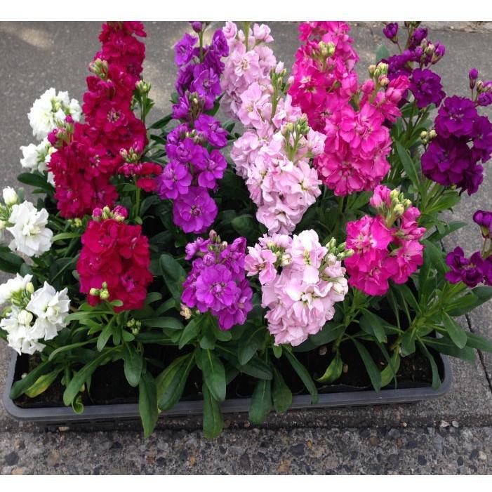 ストック八重MIX（3.5寸）：(1箱24ポット入りでの販売です）相場下がり