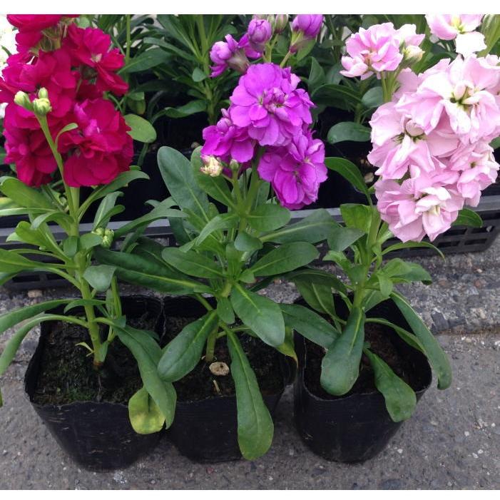 ストック八重MIX（3.5寸）：(1箱24ポット入りでの販売です）相場下がり