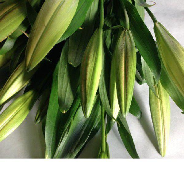 百合オリエンタル系 ２０輪 1束 花色は ピンク系 白系 イエロー系 ご指定下さい 送料0円
