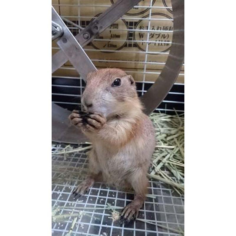 ステンレス ホイール 40cm (Stainless steel animal drive wheel) 国産の錆に強い金属回し車 プレーリ ホイール 40cm Stainless steel animal drive wheel 国産の錆に強い金属回し車 プレーリ 　