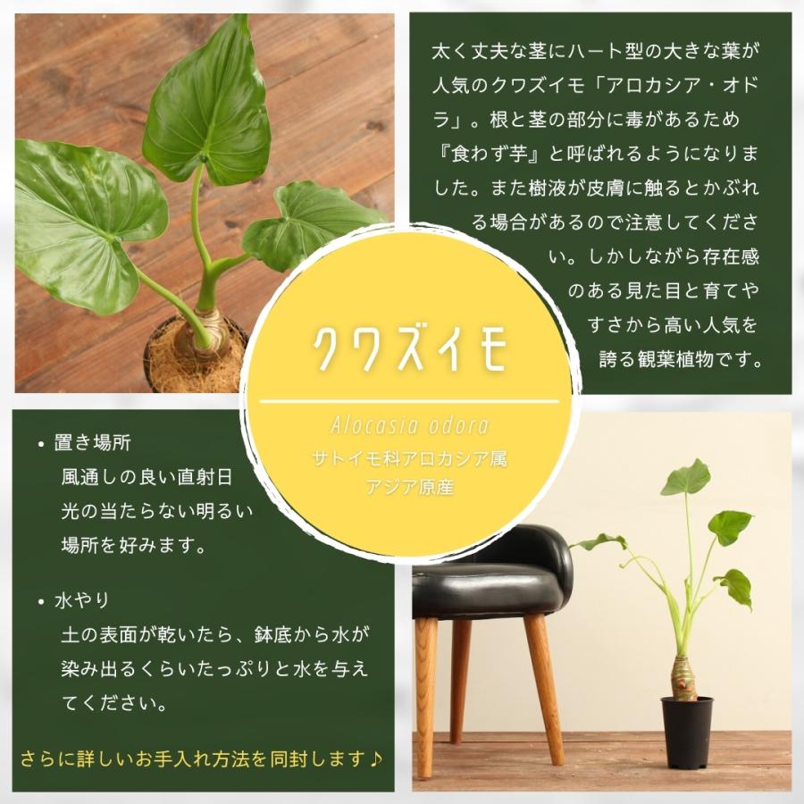 大型観葉植物 クワズイモ 8号