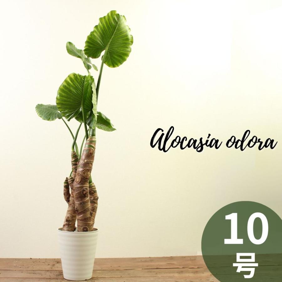 取扱 店 大阪 観葉植物 クワズイモ 10号 受け皿付き おしゃれ 観賞用 プレゼント お中元 公式通販サイトでお買い Acelerando Com Ec